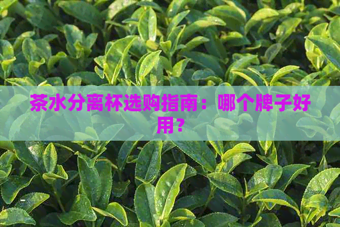 茶水分离杯选购指南：哪个牌子好用？