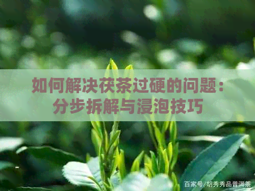 如何解决茯茶过硬的问题：分步拆解与浸泡技巧