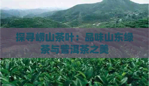 探寻崂山茶叶：品味山东绿茶与普洱茶之美