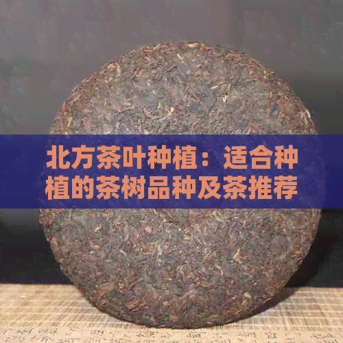 北方茶叶种植：适合种植的茶树品种及茶推荐