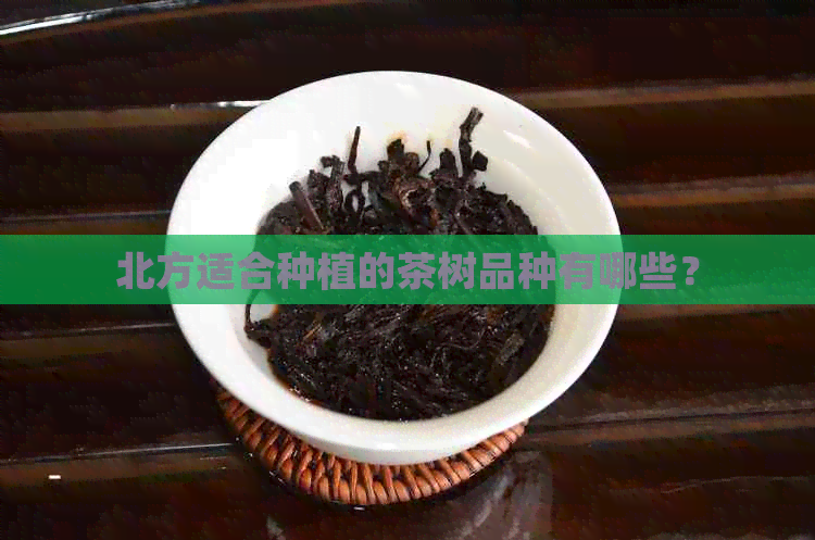 北方适合种植的茶树品种有哪些？