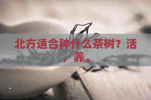 北方适合种什么茶树？活，养。