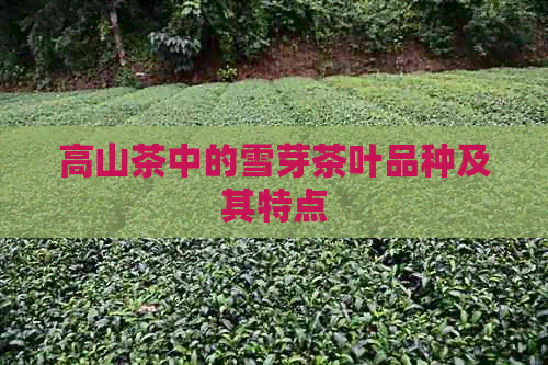 高山茶中的雪芽茶叶品种及其特点