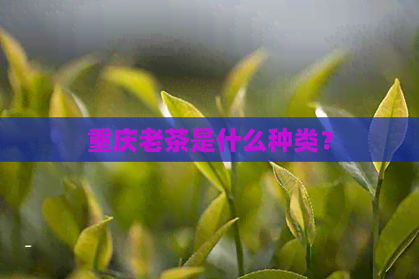 重庆老茶是什么种类？