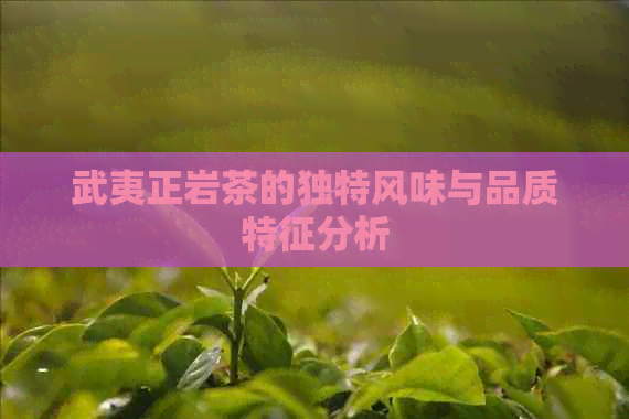 武夷正岩茶的独特风味与品质特征分析