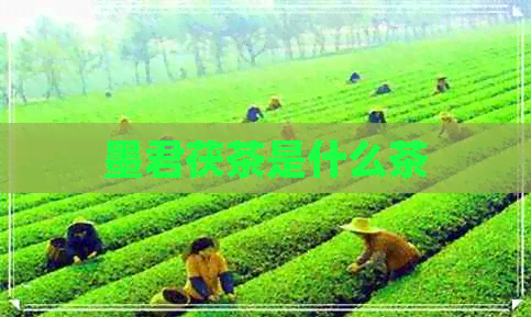 墨君茯茶是什么茶