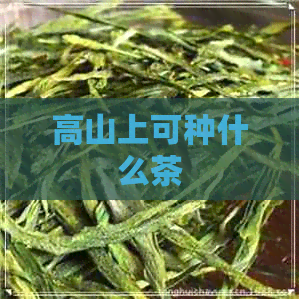 高山上可种什么茶