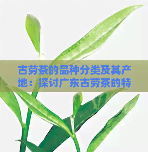 古劳茶的品种分类及其产地：探讨广东古劳茶的特点与价值