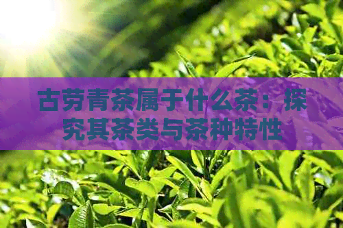 古劳青茶属于什么茶：探究其茶类与茶种特性