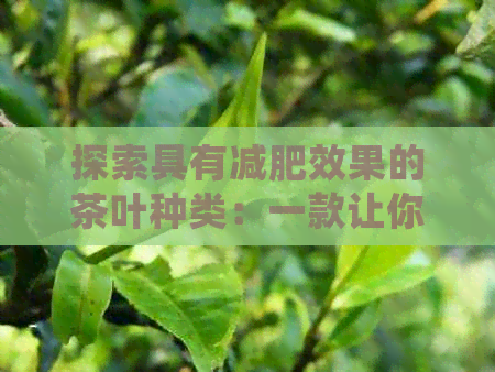 探索具有减肥效果的茶叶种类：一款让你轻松瘦身的独特茶饮