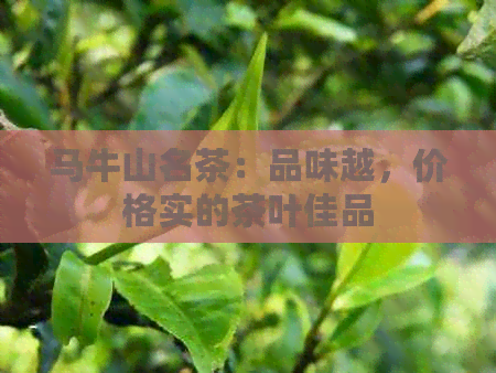 马牛山名茶：品味越，价格实的茶叶佳品