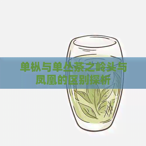 单枞与单丛茶之岭头与凤凰的区别探析