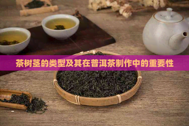 茶树茎的类型及其在普洱茶制作中的重要性