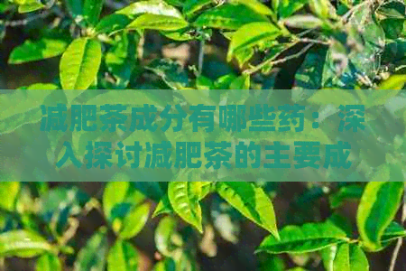 减肥茶成分有哪些药：深入探讨减肥茶的主要成分和