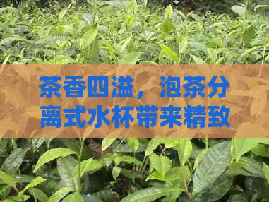 茶香四溢，泡茶分离式水杯带来精致新体验