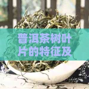 普洱茶树叶片的特征及其三种形态分述