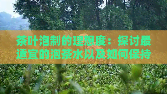 茶叶泡制的理想度：探讨最适宜的泡茶水以及如何保持稳定性