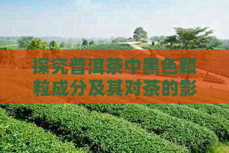 探究普洱茶中黑色颗粒成分及其对茶的影响