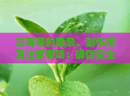 岩莓茶的禁忌、副作用及注意事项：确保安全饮用的全面指南