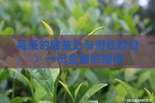 莓茶的健益处与潜在禁忌：一份全面的指南