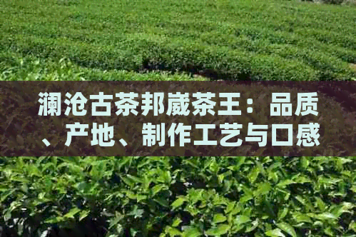 澜沧古茶邦崴茶王：品质、产地、制作工艺与口感的全面解析