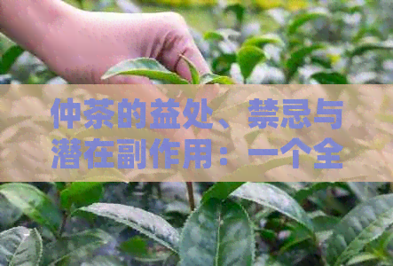 仲茶的益处、禁忌与潜在副作用：一个全面的分析