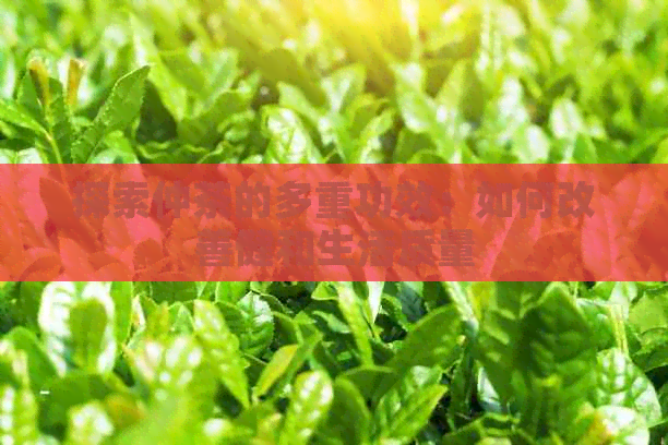 探索仲茶的多重功效：如何改善健和生活质量