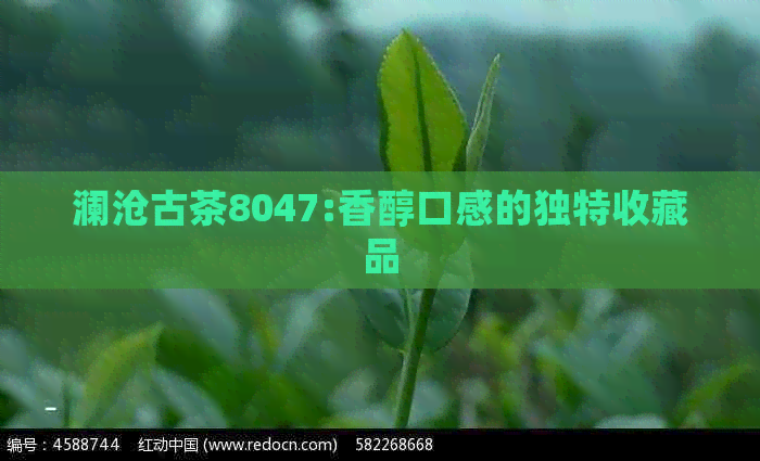 澜沧古茶8047:香醇口感的独特收藏品