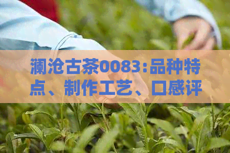 澜沧古茶0083:品种特点、制作工艺、口感评价与选购指南，一篇全面解答！