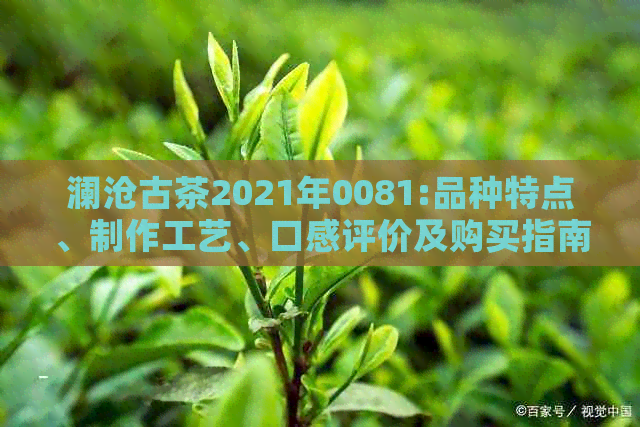 澜沧古茶2021年0081:品种特点、制作工艺、口感评价及购买指南