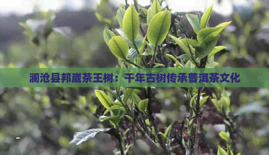 澜沧县邦崴茶王树：千年古树传承普洱茶文化