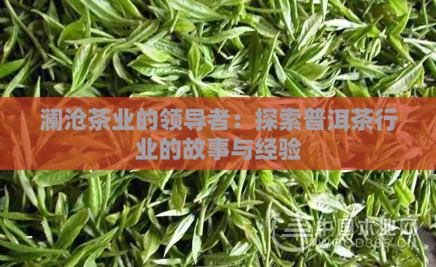 澜沧茶业的领导者：探索普洱茶行业的故事与经验