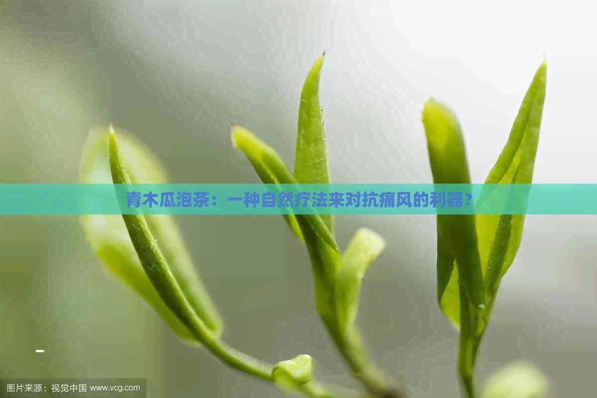 青木瓜泡茶：一种自然疗法来对抗痛风的利器？