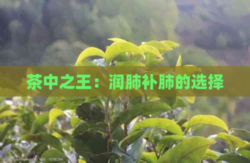 茶中之王：润肺补肺的选择