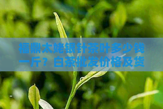 福鼎太姥银针茶叶多少钱一斤？白茶批发价格及货源分析