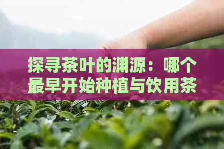 探寻茶叶的渊源：哪个最早开始种植与饮用茶叶的历