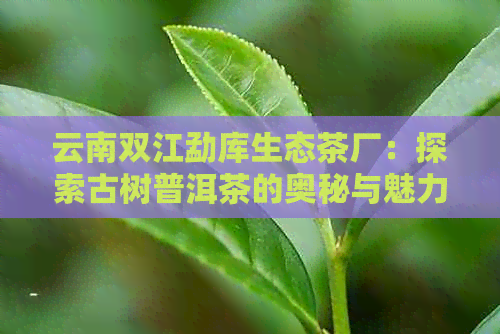 云南双江勐库生态茶厂：探索古树普洱茶的奥秘与魅力