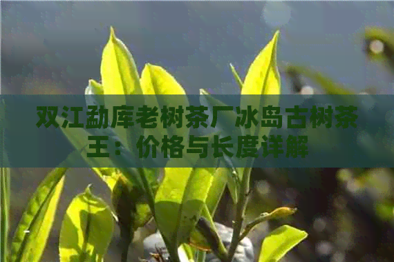 双江勐库老树茶厂冰岛古树茶王：价格与长度详解