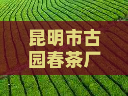 昆明市古园春茶厂：一家专业生产普洱茶的知名厂商地址介绍