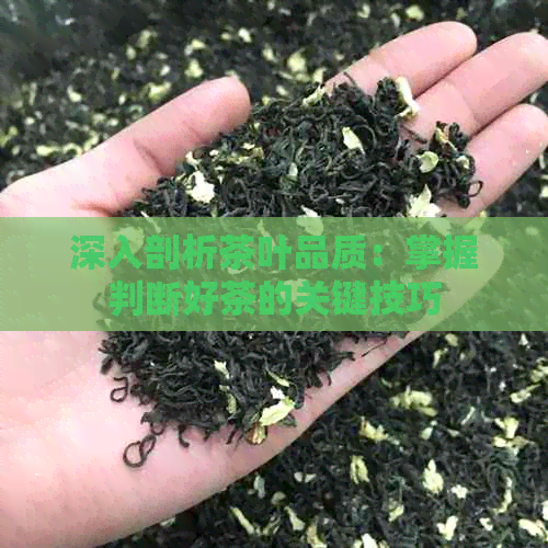 深入剖析茶叶品质：掌握判断好茶的关键技巧