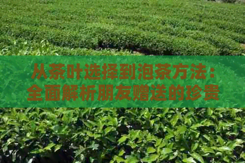 从茶叶选择到泡茶方法：全面解析朋友赠送的珍贵茶叶，让您品茗之旅更加完美