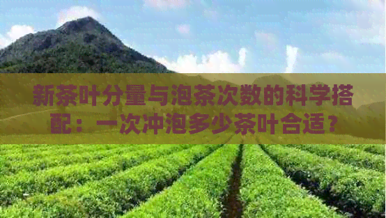 新茶叶分量与泡茶次数的科学搭配：一次冲泡多少茶叶合适？