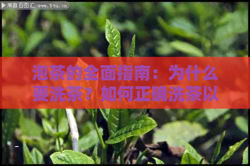 泡茶的全面指南：为什么要洗茶？如何正确洗茶以确保品质和口感？