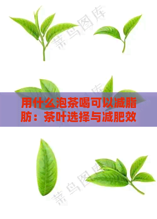 用什么泡茶喝可以减脂肪：茶叶选择与减肥效果探讨