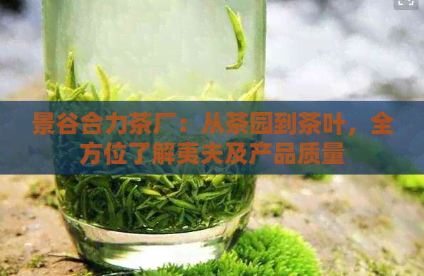 景谷合力茶厂：从茶园到茶叶，全方位了解夷夫及产品质量