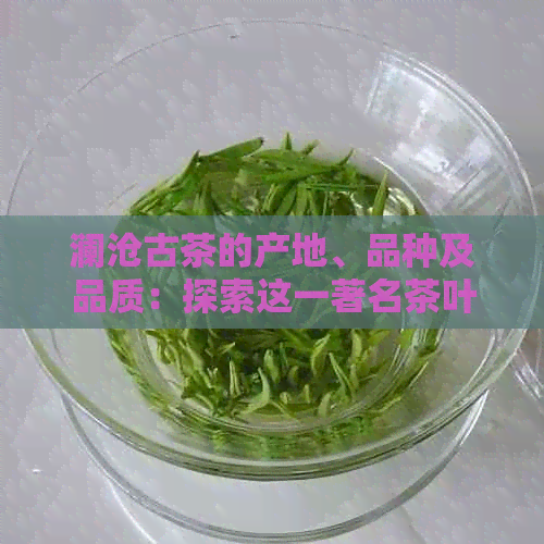 澜沧古茶的产地、品种及品质：探索这一著名茶叶的起源与特点