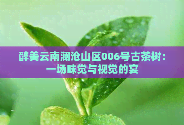 醉美云南澜沧山区006号古茶树：一场味觉与视觉的宴