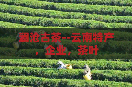 澜沧古茶--云南特产，企业，茶叶