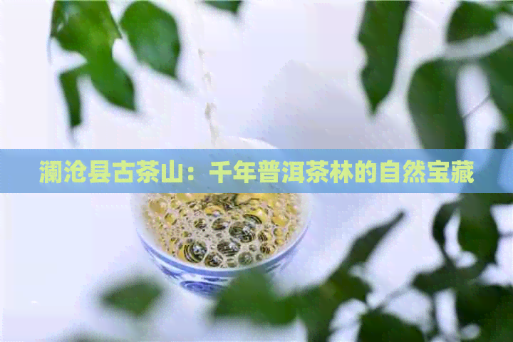 澜沧县古茶山：千年普洱茶林的自然宝藏