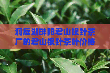 洞庭湖畔阳君山银针茶厂的君山银针茶叶价格详解，一斤多少钱？